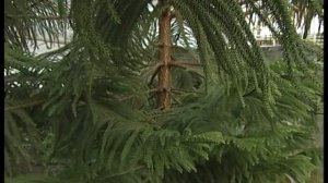 Араукария в квартире