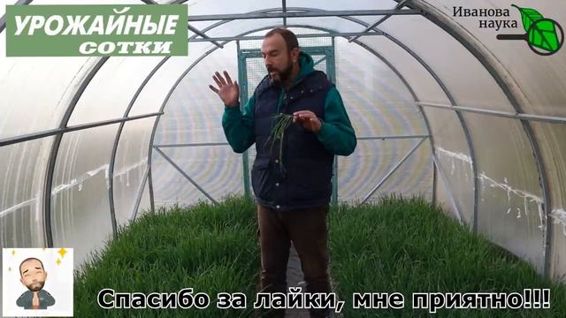 Что делать с РЖАНЫМ СИДЕРАТОМ? смотреть онлайн