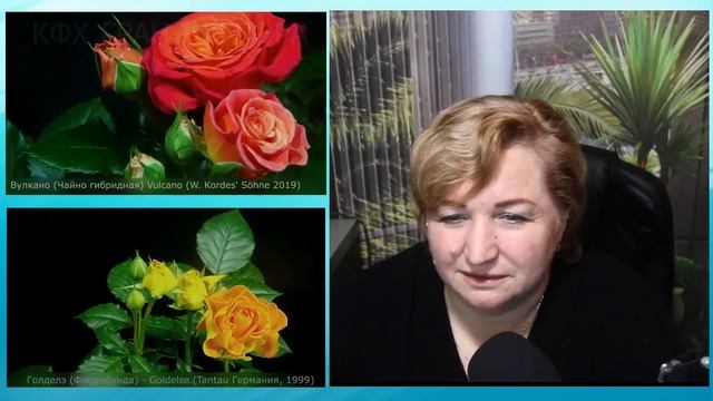 Розы Кордес и Тантау. Новые сорта. Тайм коды и ссылки на видео обзоры. смотреть онлайн