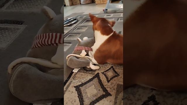 Ля ты крыса! Хищник басенджи. Собака наказала крысу #юмор #камеди #прикол #озвучка #собака #басендж смотреть онлайн