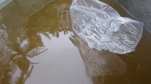 NYMPHAEA STELLATA With Cute Guppies How To Make NYMPHAEA STELLATA NYMPHAEA STELLATA വീട്ടിൽ