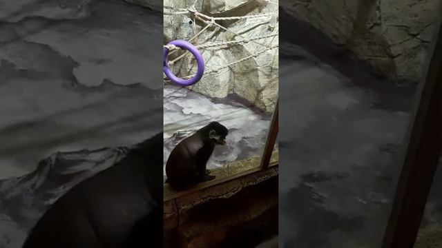 Смешные обезьянки в Сочинском зоопарке смотреть онлайн