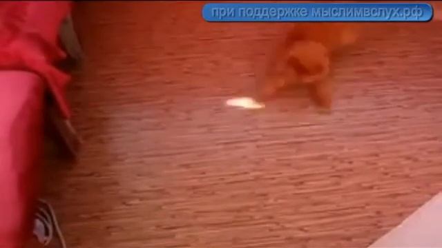 четкая чечетка смотреть онлайн