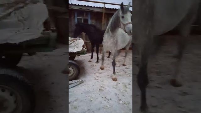 жеребёнок орловская порода смотреть онлайн