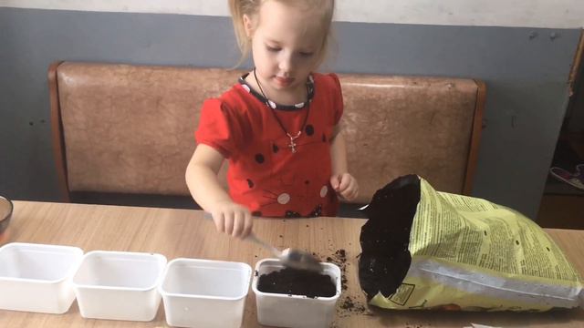 Посадили рассаду помидоры и перец