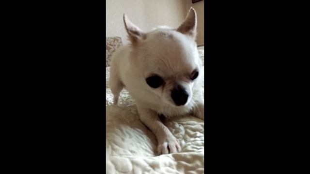 Бешеный Чихуашка смотреть онлайн