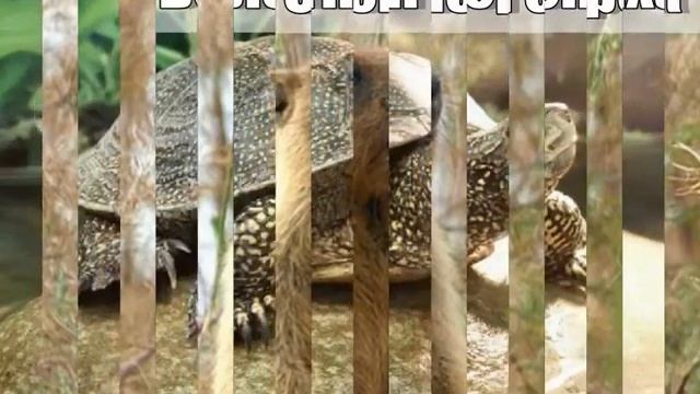 Редкие и исчезающие животные Пензенской Области смотреть онлайн