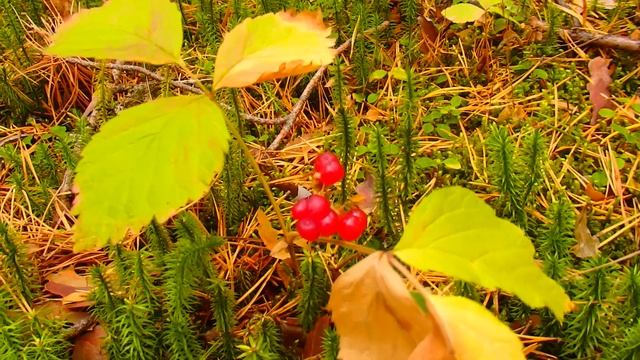 Южный Урал ! Поездка в лес за груздями ! Осенний лес , угостил костяникой и брусникой ! смотреть онлайн