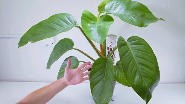 GIANT POTHOS 1.5 YEARS Of GROWTH ( UPDATE ) смотреть онлайн