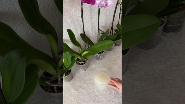 Подкармливала так и орхидея чудесным образом цвела 4 сезона смотреть онлайн