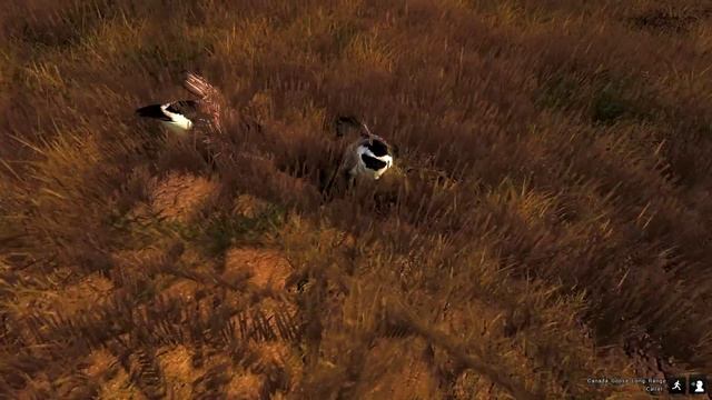 TheHunter #1. Canada Goose. Канадская казарка.