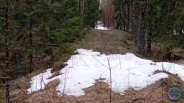 Влад Бахов. Демидовский лес / автор - сообщество ВК "В поисках истины" смотреть онлайн