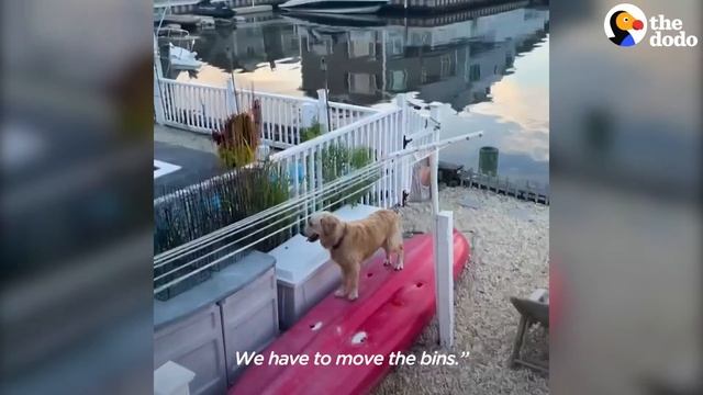 Golden Retriever Caught On Camera Sneaking Into Neighbor's Pool | The Dodo смотреть онлайн