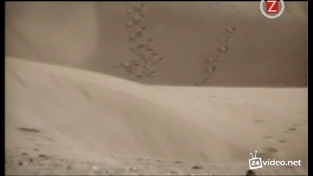 Dj_aligator_protect_your_ears