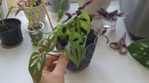 Монстера Манки и Обликва - размножение черенками