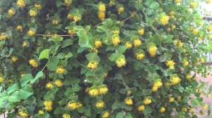 ЖИМОЛОСТЬ  Каприфоль. Декоративная лиана. Цветы в Палисаднике.