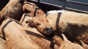 Скотный рынок Манас.Крс ,Мрс Птичий рынок, сено, люцерна