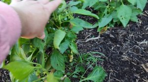 ПОЗДРАВЛЯЕМ СЕСТРУ С ДНЕМ РОЖДЕНИЯ!!! 🎂🥂СОБРАЛА НЕ БОЛЬШОЙ УРОЖАЙ.