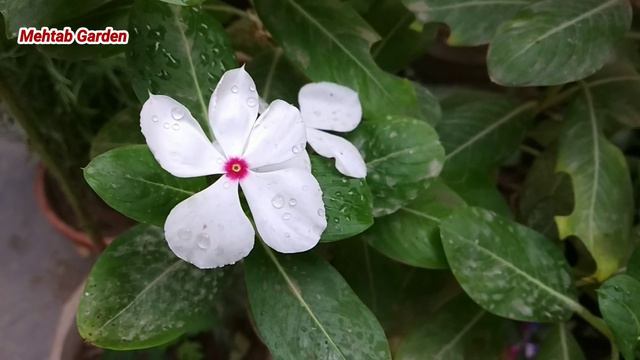 Vinca varieties 7 different colours my vinca Sadabahar collection #vinca_plant @mehtab garden смотреть онлайн