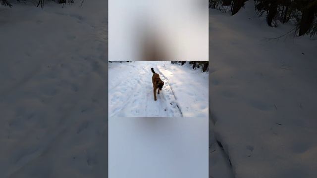 Влог одного дня, Малинуа, Акита, лес охота Вольник. Russia life in the outback with dogs forest смотреть онлайн