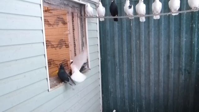 Пермские, 19.12.2015 год Пушкино, заводчик КВГ 