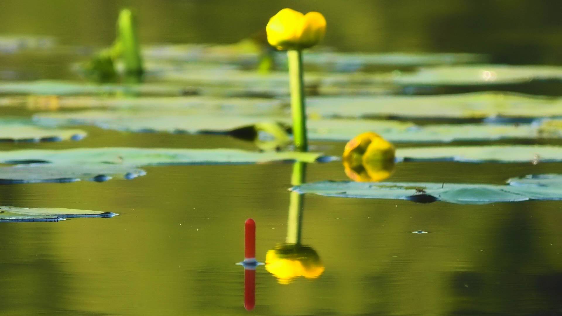 РЫБАЛКА на ПОПЛАВОК ЛОВЛЯ КАРАСЯ и РОТАНА 2024 смотреть онлайн