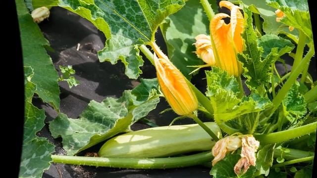 Как поливать кабачки.Как часто поливать кабачки смотреть онлайн
