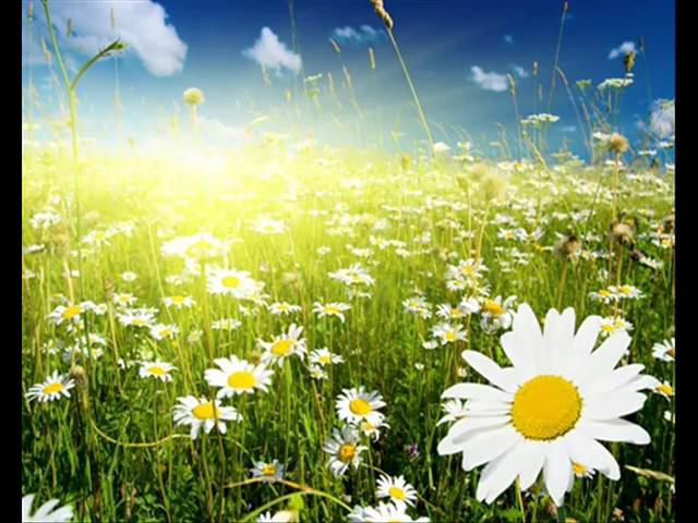 Алла Пугачёва - Звездное лето смотреть онлайн