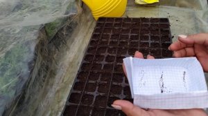 ИРЛАНДСКИЙ МОХ ПОСЕВ или......