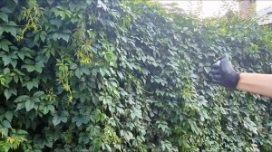 РЕЦЕПТ ЖИДКОЙ ПАУТИНЫ | НОВЫЙ ПРОЕКТ? ЧТО БУДЕТ ДАЛЬШЕ?!