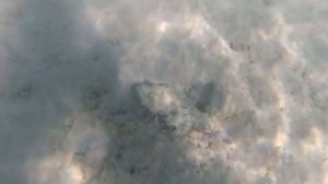 ЕГИПЕТ| Опасные рыбы Красного моря. Бородавчатка/ рыба камень/ Synаnсеiа vеrruсоsа