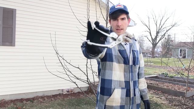 How to Prune Pear Trees That Have Become Too Overgrown смотреть онлайн