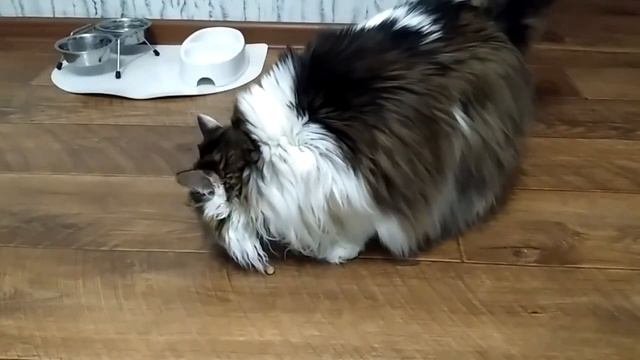 Кошке дали палочку для чистки зубов смотреть онлайн