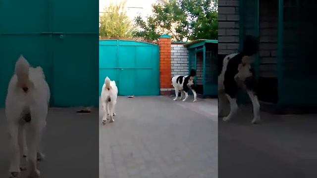 видео Видео Царина и Акгуш смотреть онлайн