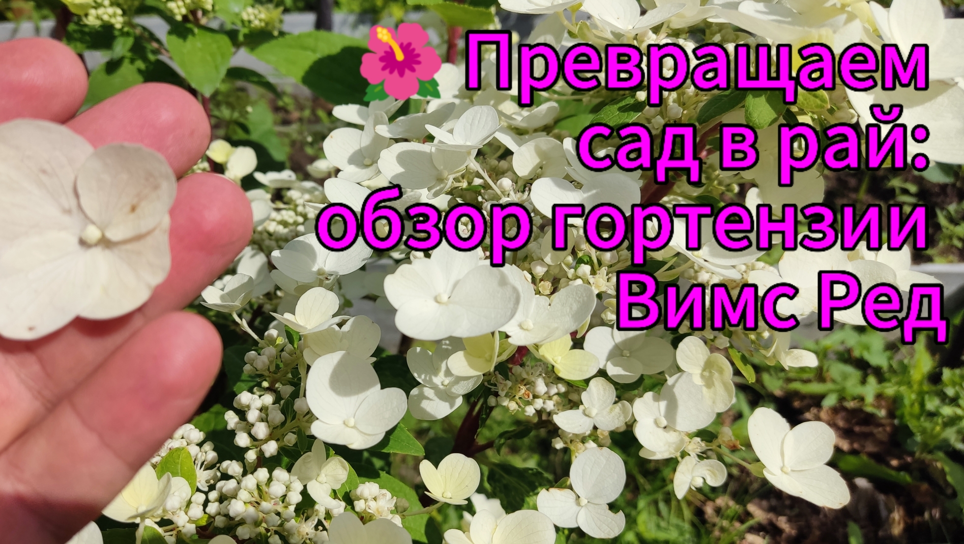 🔥 Забудьте про скучный сад! Эта гортензия сведёт вас с ума! 🌸 Вимс Ред: самая красивая гортензия смотреть онлайн