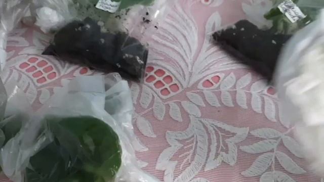 Фиалки! Распаковка посылки с новыми сортами! Часть 1. смотреть онлайн