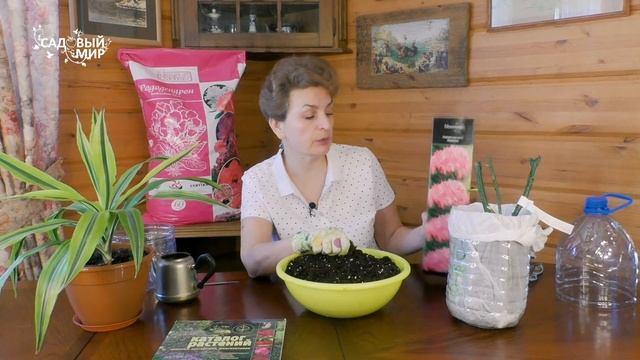 Все секреты роскошных азалий | Как подобрать правильный грунт для посадки рододендрона смотреть онлайн