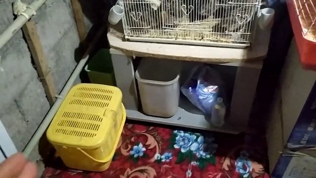 Как я содержу перепелок в квартире. смотреть онлайн