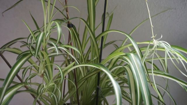 5 Pflanzen für ANFÄNGER | Meine "Easy Plants" zum Einstieg in die Pflanzenwelt смотреть онлайн