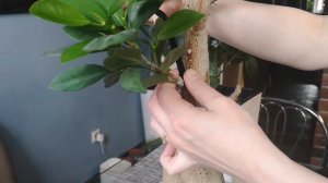 Прививка фикуса. Как привить фикус. Моклейм на основание фикуса Генсенг микрокарпа. 28.04.2023