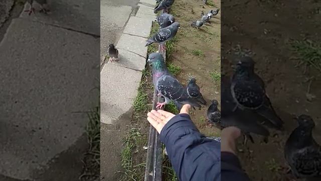 Смелый голубь клюв протирает... смотреть онлайн