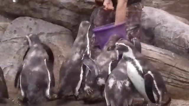 Ужин у пингвинов..Dinner at the penguins смотреть онлайн