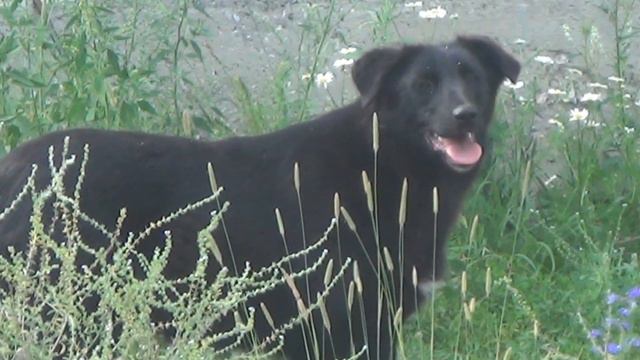 Бродячие собаки. Сузунский район. смотреть онлайн