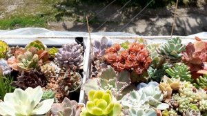 Суккуленты. Ответы на ваши вопросы. Грунт,полив, вялые суккуленты, о подарках в посылках.