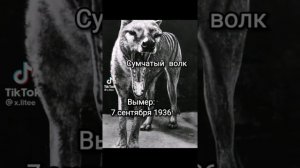 подборка птиц додо в тик ток