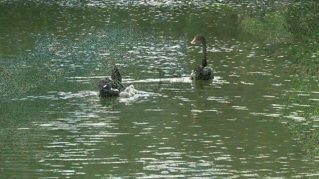 Парк-отель Солнечный, Подмосковье Отмечаем День строителя 2018! Ильич и все включено смотреть онлайн