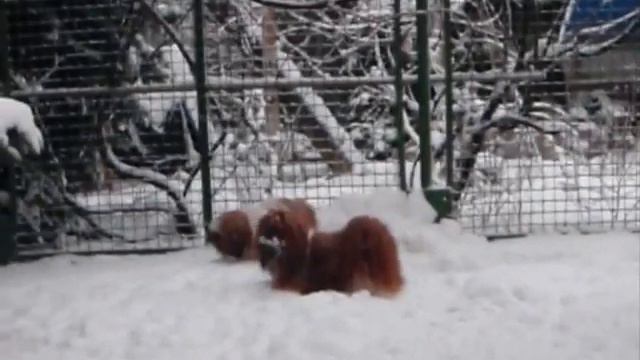 Ши-тцу Shih-tzu смотреть онлайн