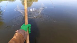 САЗАНЫ ГИГАНТЫ РВУТ ПАУК!!! ВЕСЕННЯЯ РЫБАЛКА НА ПАУК, НА ФАТКУ!!! ВЕСНА 2023