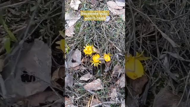 Аконит зимний - первый весенний цветок. смотреть онлайн