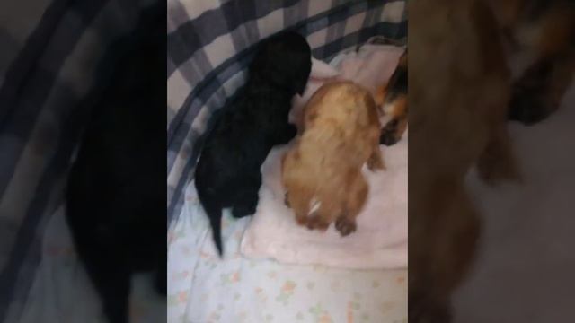 кавапу ф1 малышки готовы к резерву? смотреть онлайн